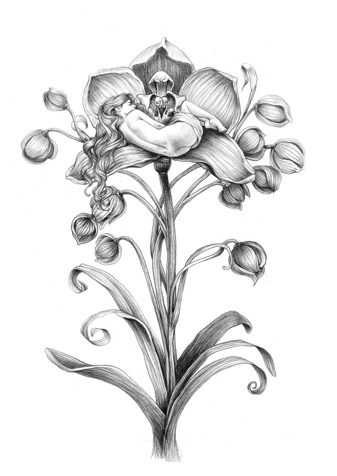 Sleeping Nymph - graphite